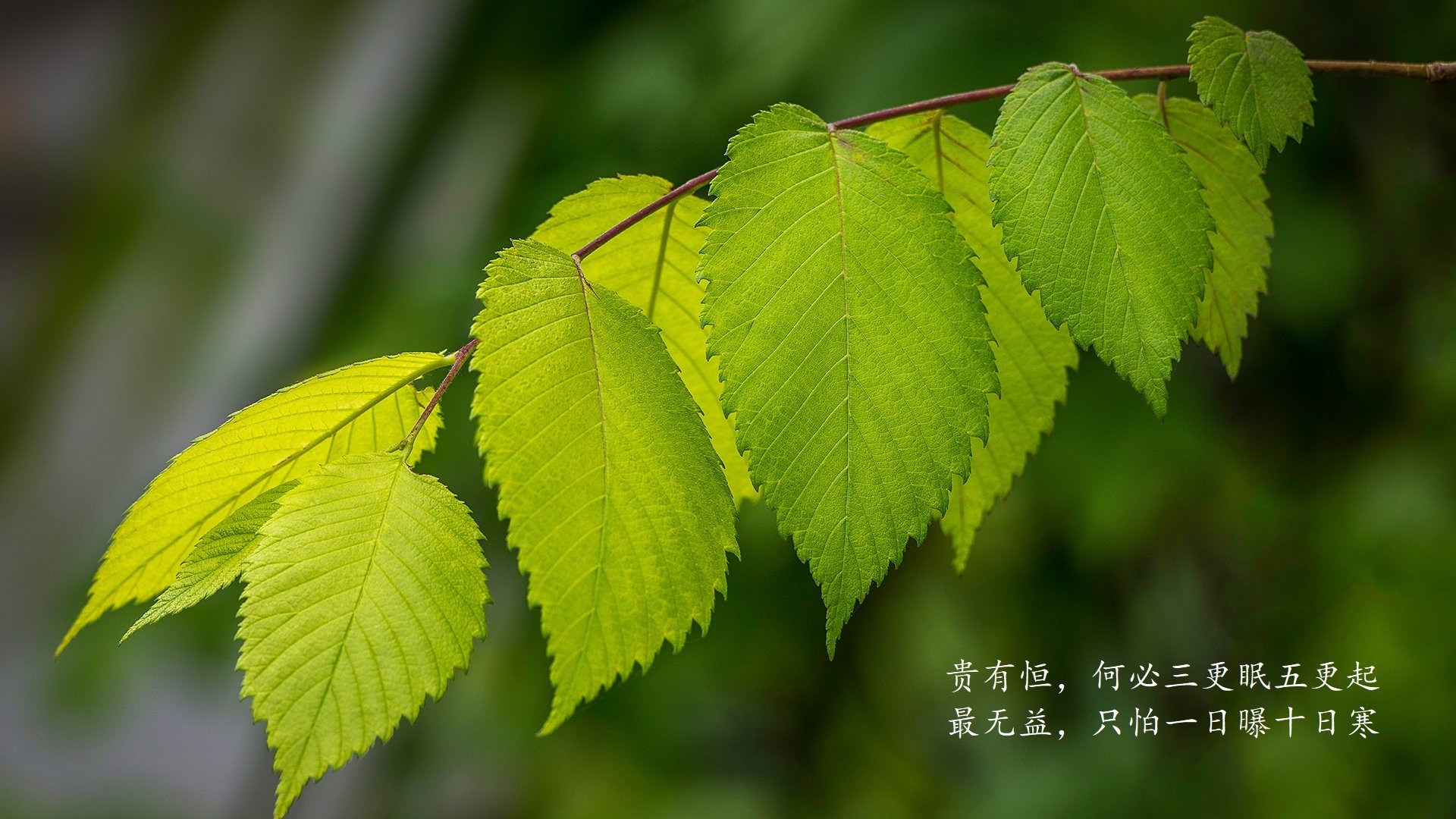 湖人在逆境中坚持，季后赛能走多远？，湖人季后赛还有希望吗