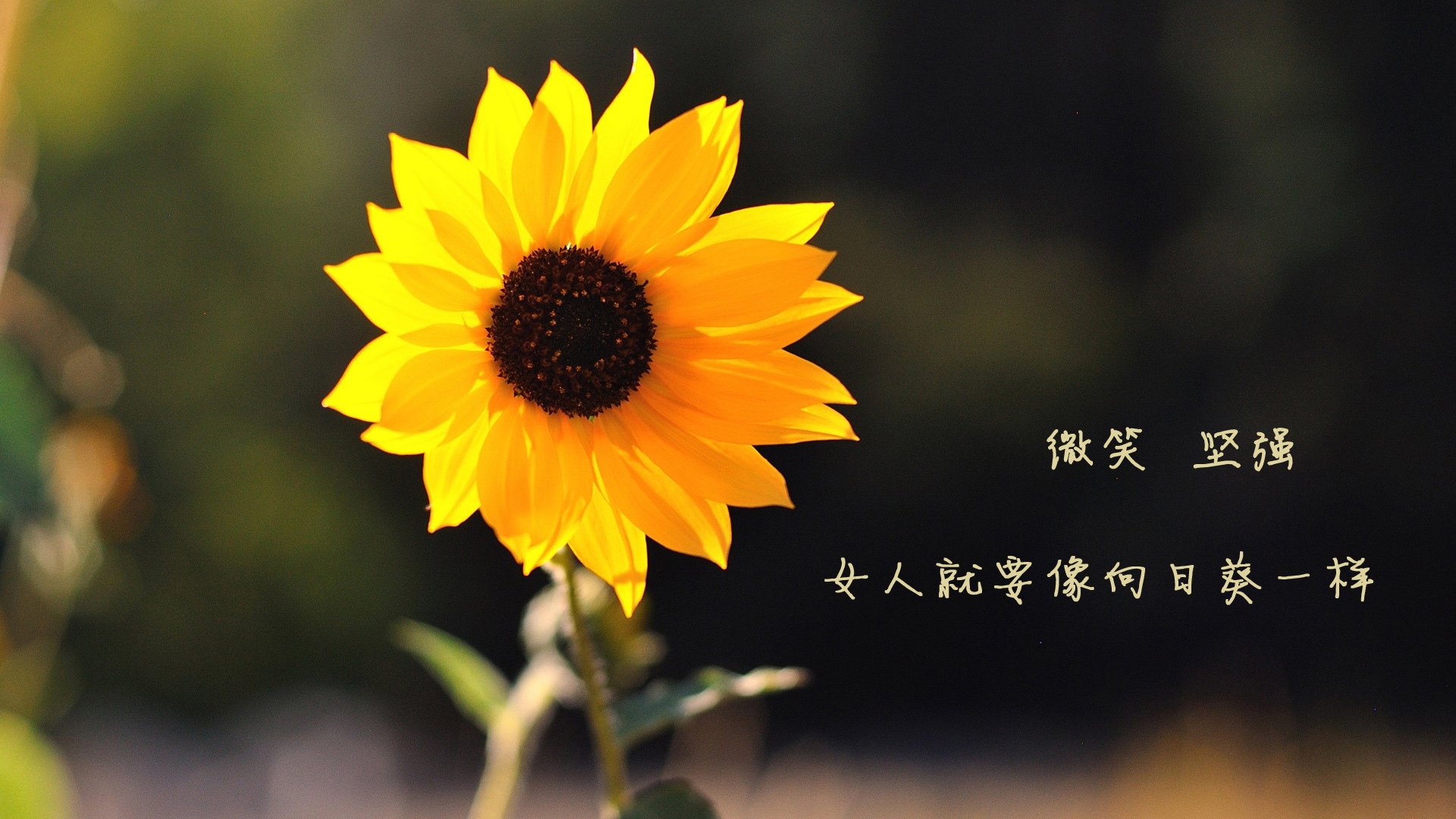 女子橄榄球挑战男性主导地位,英格兰女队闪亮登场,女子橄榄球首秀