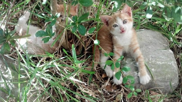 退役球员转型教练助力基层篮球人才培养和普及推广,篮球运动员退役后的安置